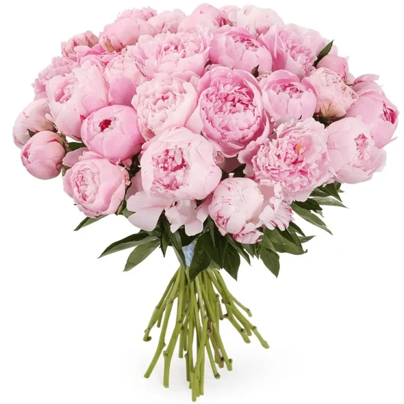 Пионы нежно розовые